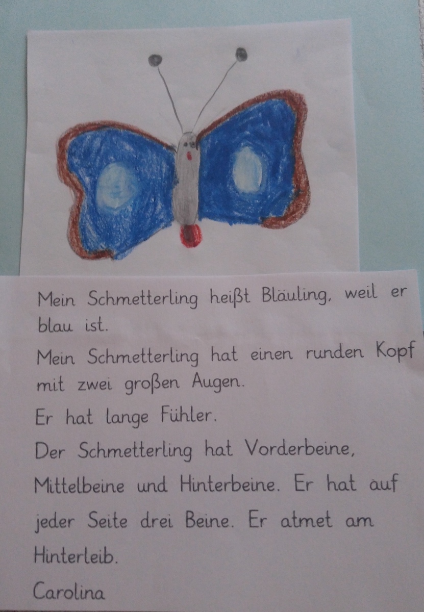 Schmetterling_1