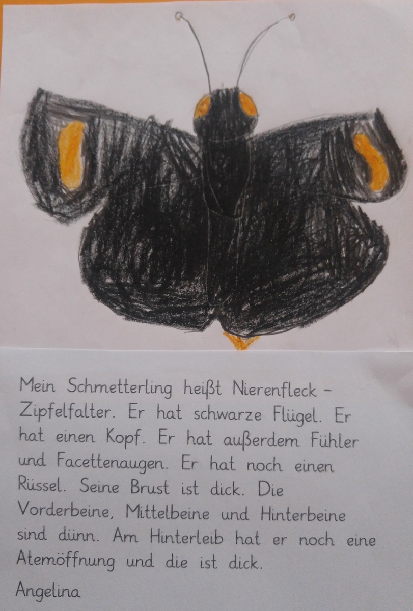 Schmetterling_2