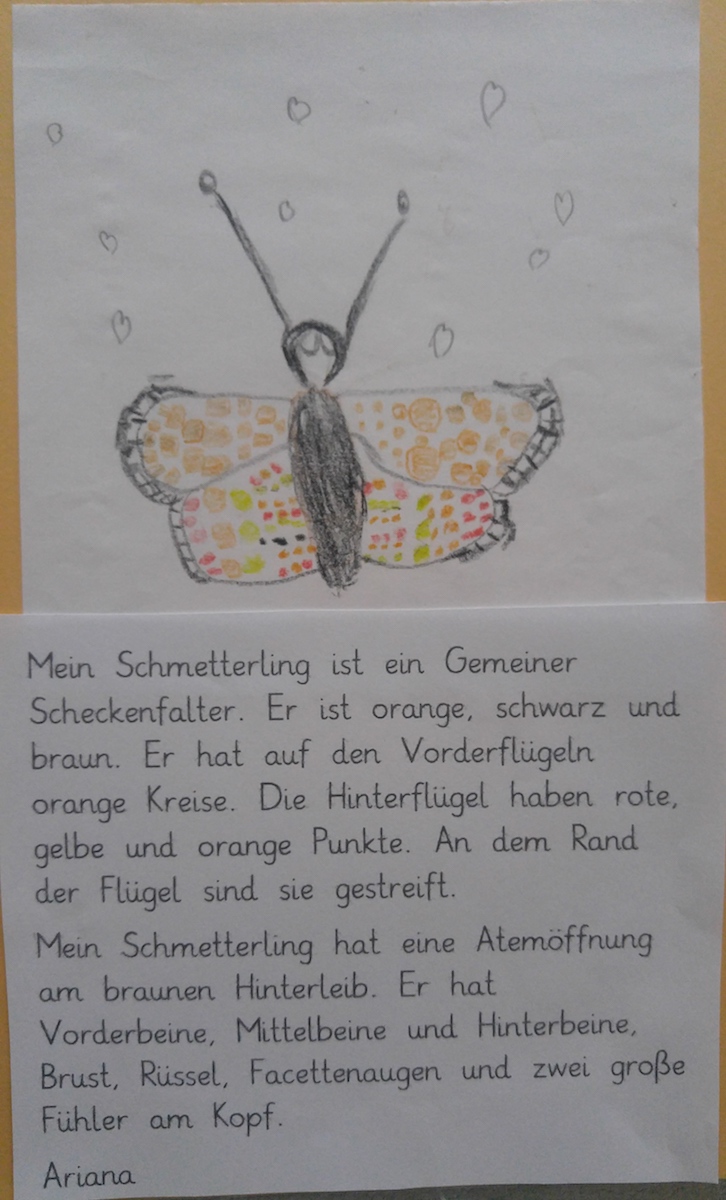 Schmetterling_4
