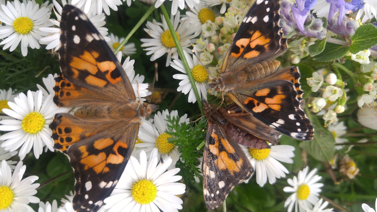 Schmetterling_6