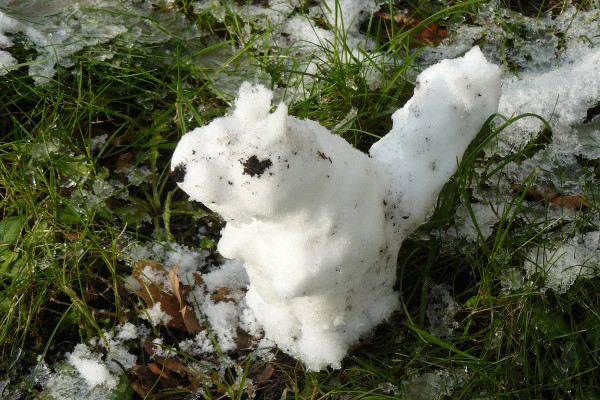 Schnee-Eichhoernchen